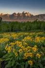 Wyoming. Arrowleaf balsamroot wildflower and aspen trees, Grand Teton in distance, Grand Teton NP Art Print